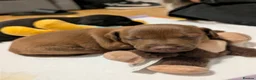 Patterdale Terrier dogs for sale: Patterdale puppies  - Advert 1