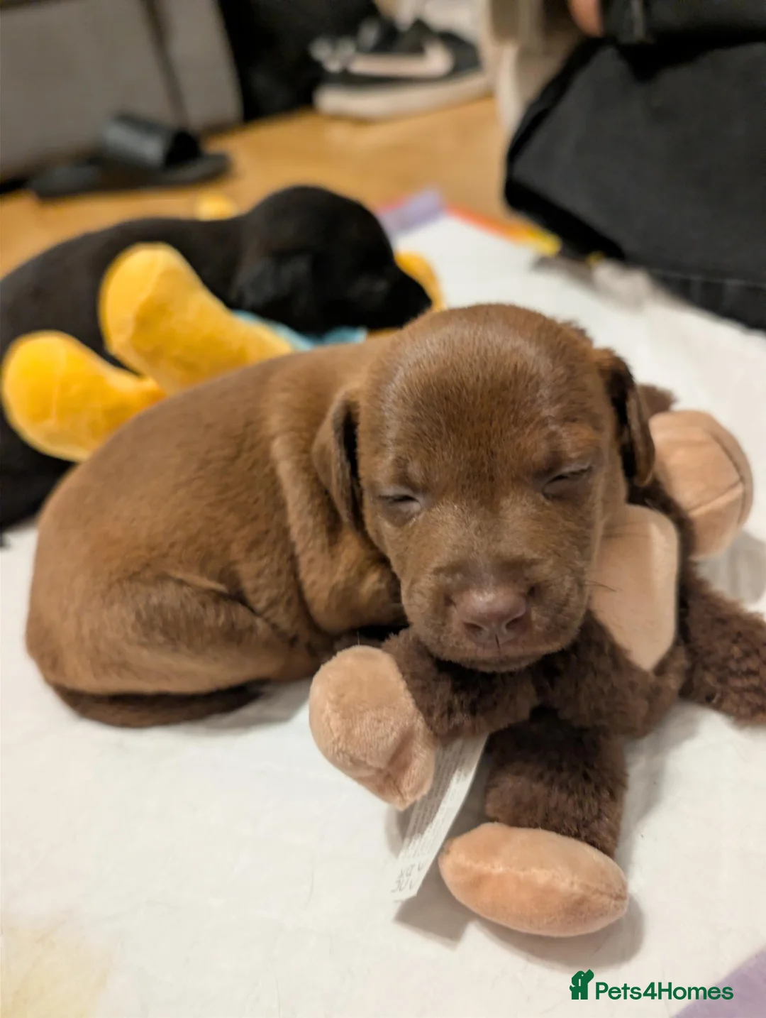 Patterdale Terrier dogs for sale: Patterdale puppies  - Advert 1