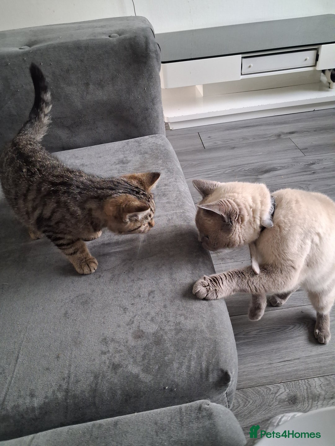 British Shorthair cats for sale: British Shorthair kitten one left boy  - Advert 5