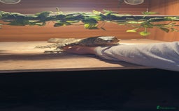 Monitor reptiles for sale: Nile monitor  - Image 1