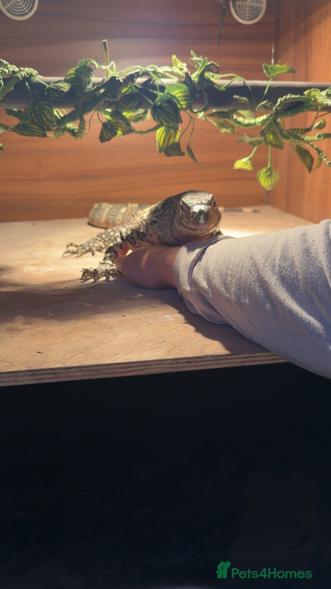Monitor reptiles for sale: Nile monitor  - Image 1
