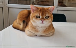British Shorthair cats for sale: Golden Chinchilla Kittens TICA - Image 6