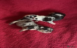 French Bulldog dogs for sale: French bulldog Merle puppies for sale  - Image 2