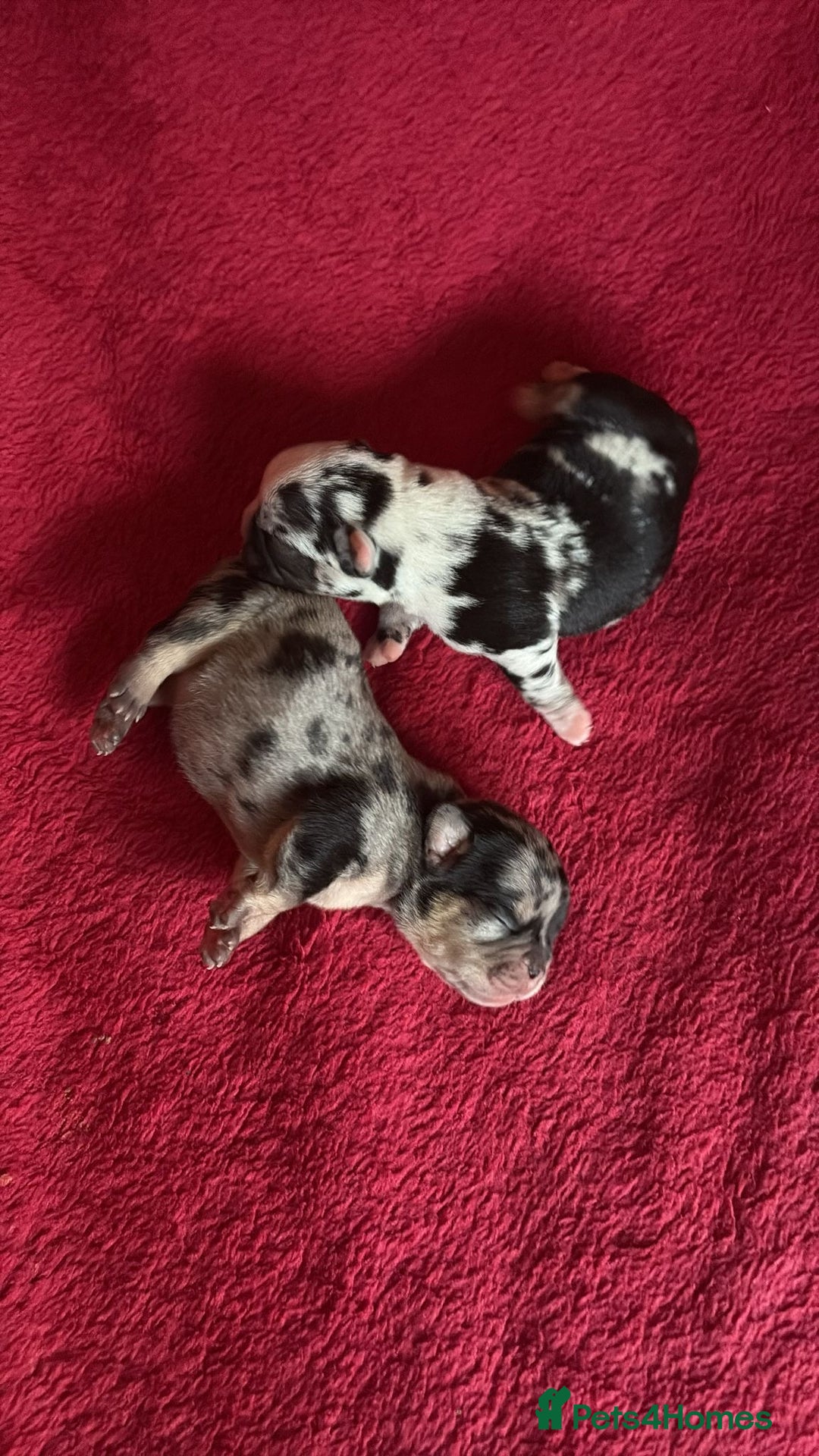 French Bulldog dogs for sale: French bulldog Merle puppies for sale  - Image 2