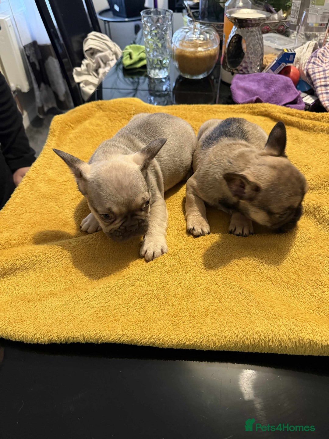French Bulldog dogs for sale: pupis - Image 14