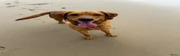 Labrador Retriever dogs for stud: Stunning KC Registred Fox Red Labrador Stud dog - Advert 3