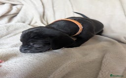 Mixed Breed dogs for sale: 1 boy and 3 girls bocker beagle cross spaniel  - Image 7