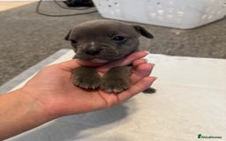 Mixed Breed dogs for sale: French bulldog x American staff - Image 22