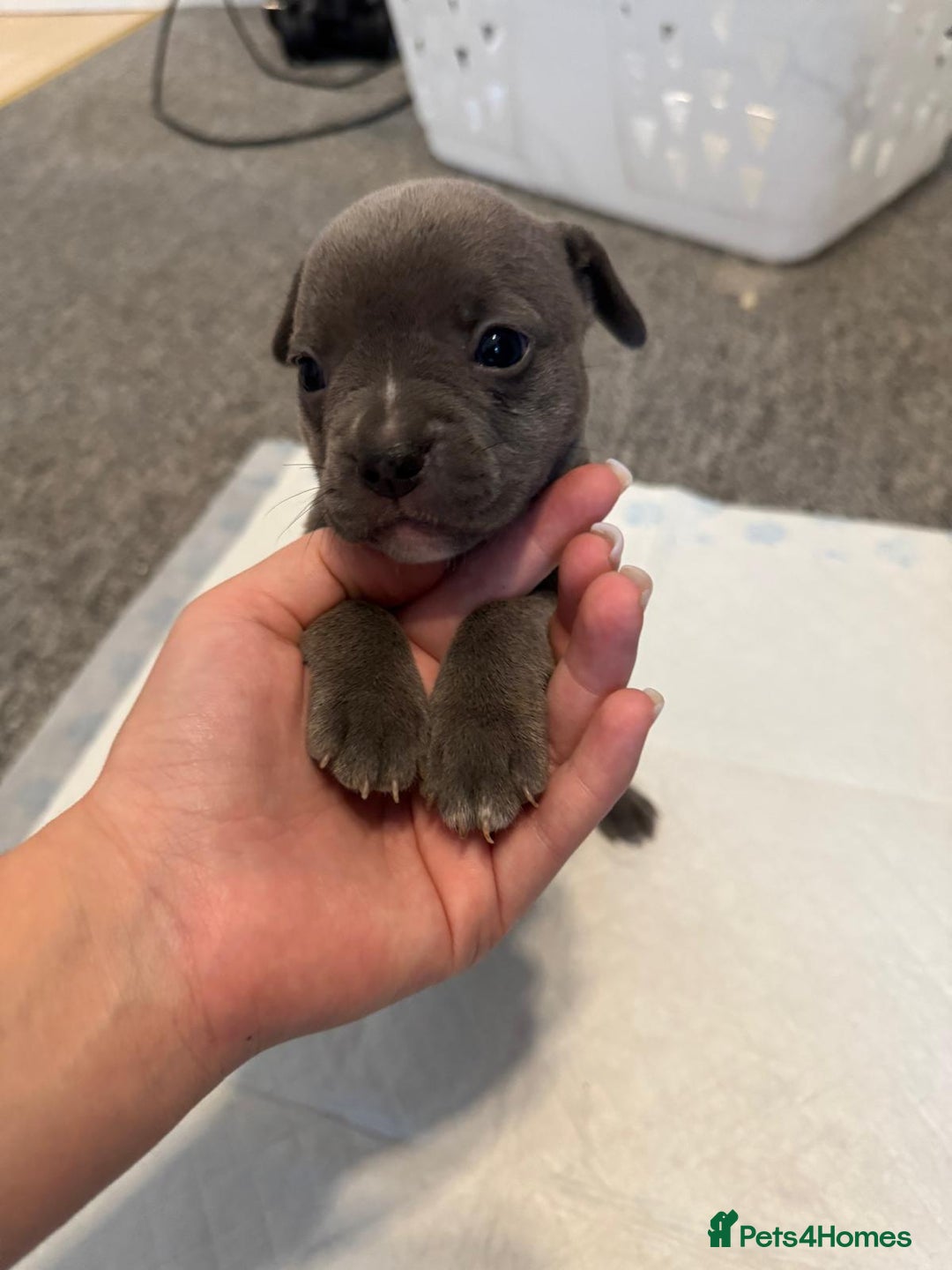 Mixed Breed dogs for sale: French bulldog x American staff - Image 22