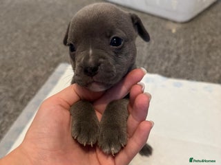 Mixed Breed dogs - Advert 29