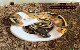 Python Snake reptiles for sale: Baby Ball Python's - Advert 14