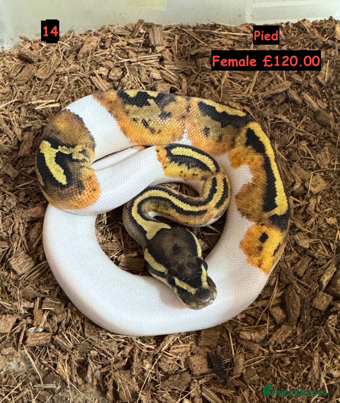 Python Snake reptiles for sale: Baby Ball Python's - Advert 14