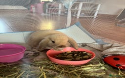 Mini Lop rabbits for sale: 2 x male mini lop - Image 4
