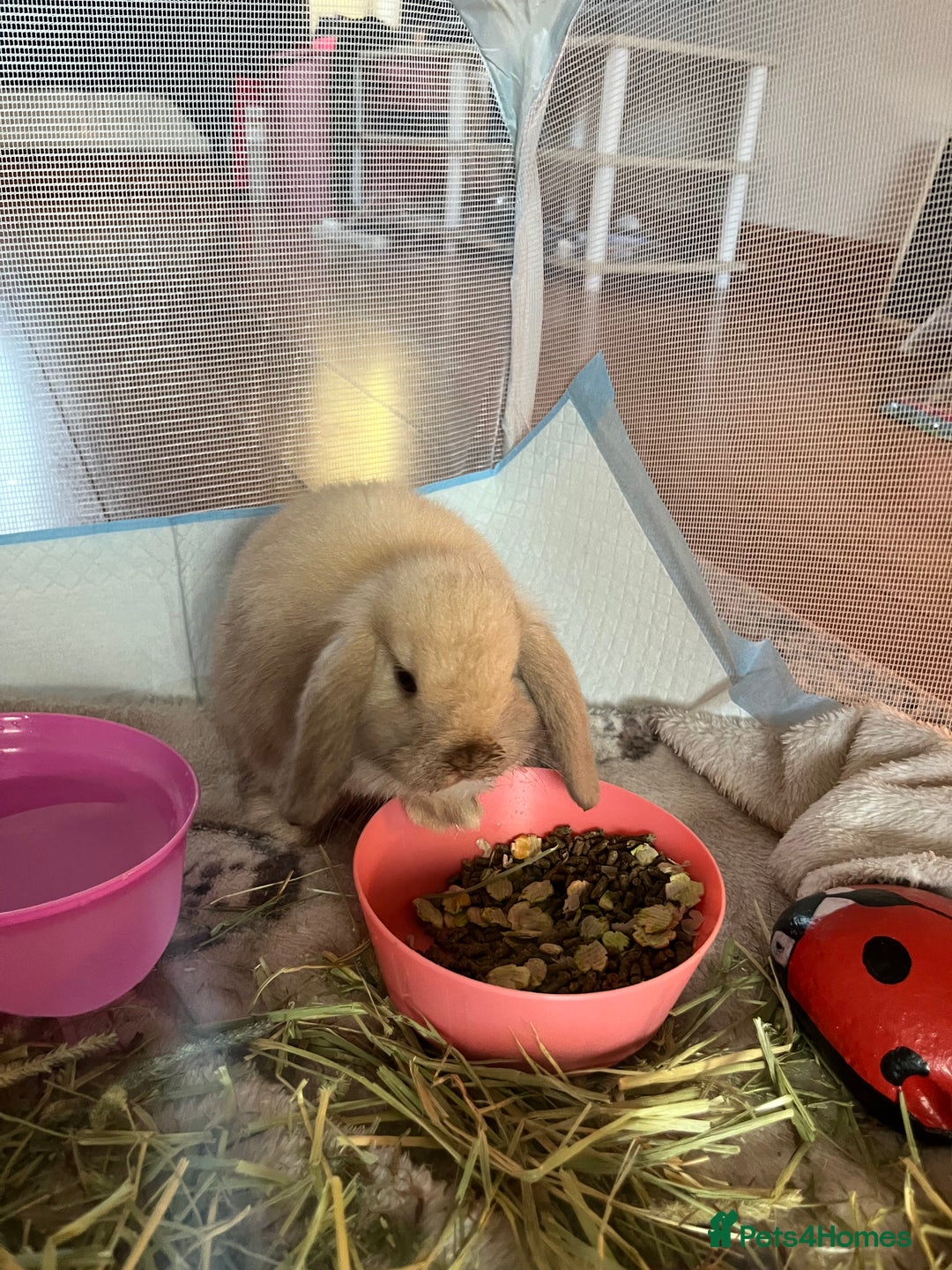 Mini Lop rabbits for sale: 2 x male mini lop - Image 4