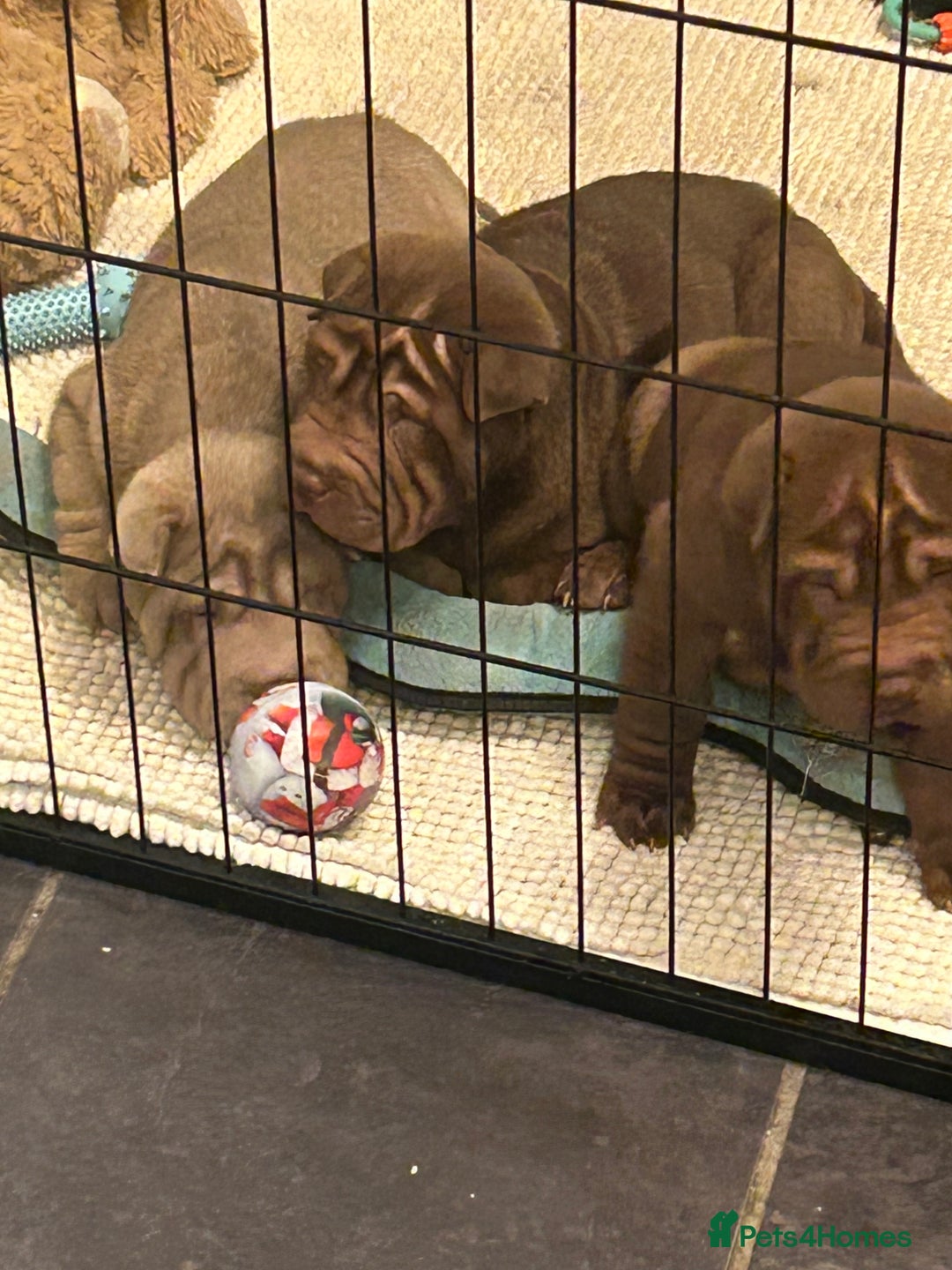 Shar Pei dogs for sale: Beautiful Shar Pei puppies  - Image 4