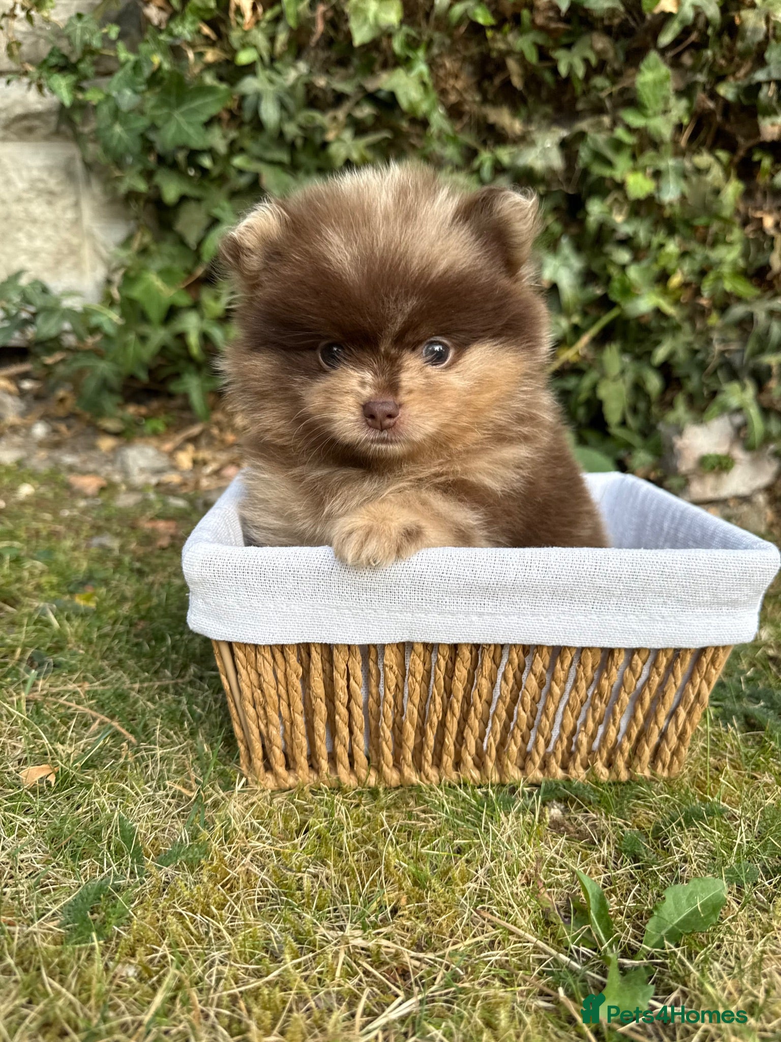 Pomeranian dogs KC Russian bloodlines Pomeranian puppies - Advert 2