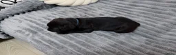 Staffordshire Bull Terrier dogs for sale: last boy True To size Bullscaff bloodline  - Advert 14
