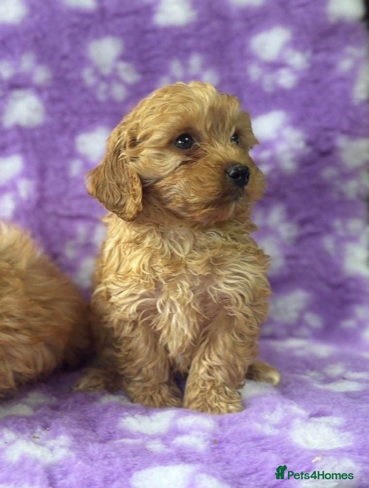 Cavapoo dogs Extensively health tested red Cavapoo babies - Advert 1