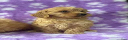 Cavapoo dogs for sale: Extensively health tested red Cavapoo babies in West Malling - Advert 1