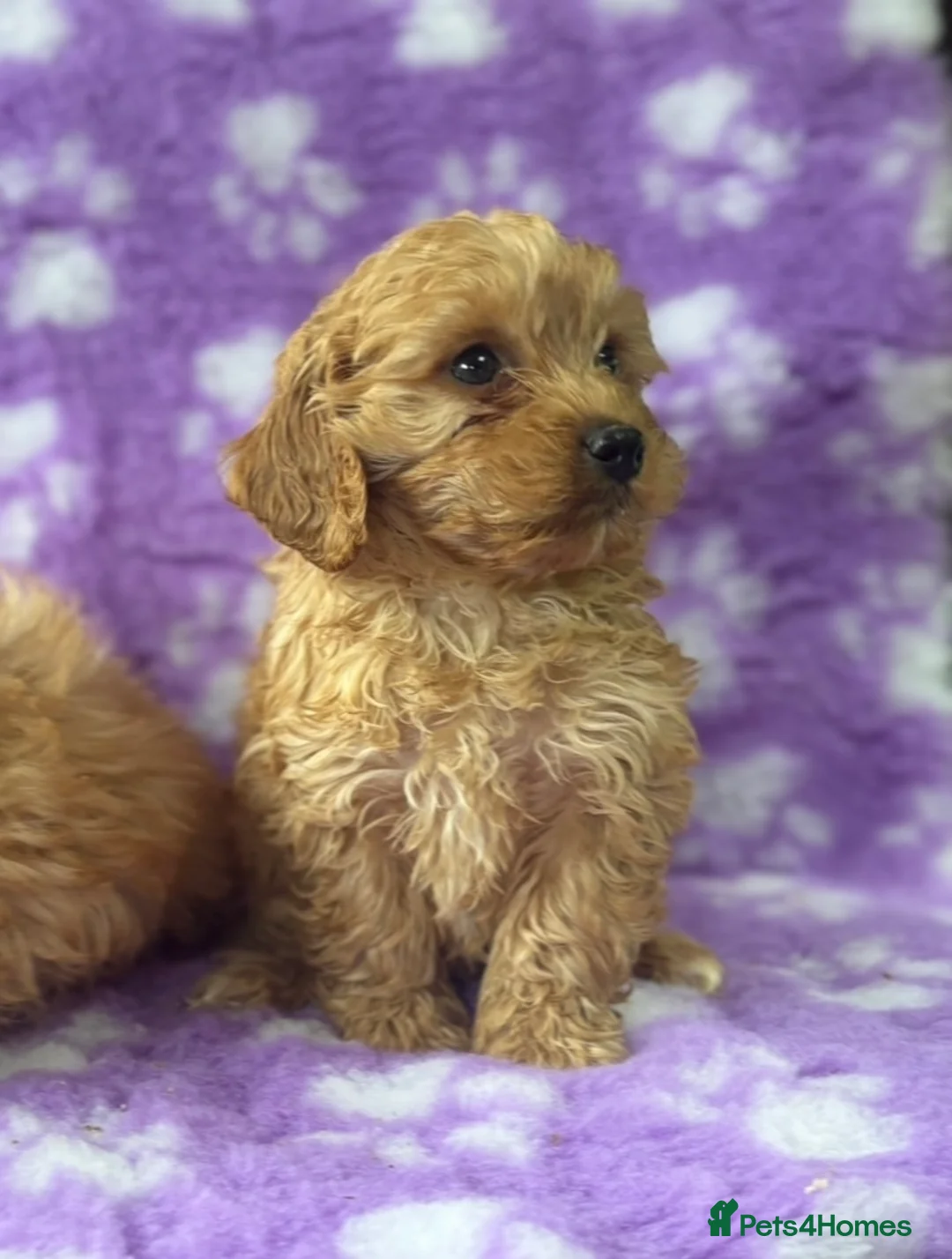 Cavapoo dogs for sale: Extensively health tested red Cavapoo babies in West Malling - Advert 1