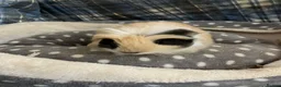 Guinea Pig rodents for sale: Lots of lovely baby boy guinea pigs - Advert 13