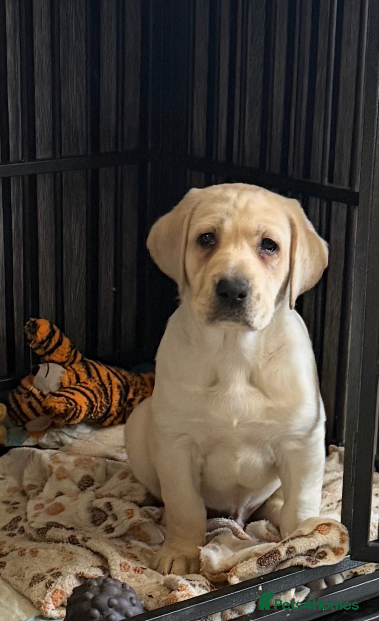Labrador Retriever dogs Ready to go Labrador puppies /male ❤️🐾 - Advert 12