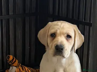 Labrador Retriever dogs Ready to go Labrador puppies /male ❤️🐾 - Advert 12