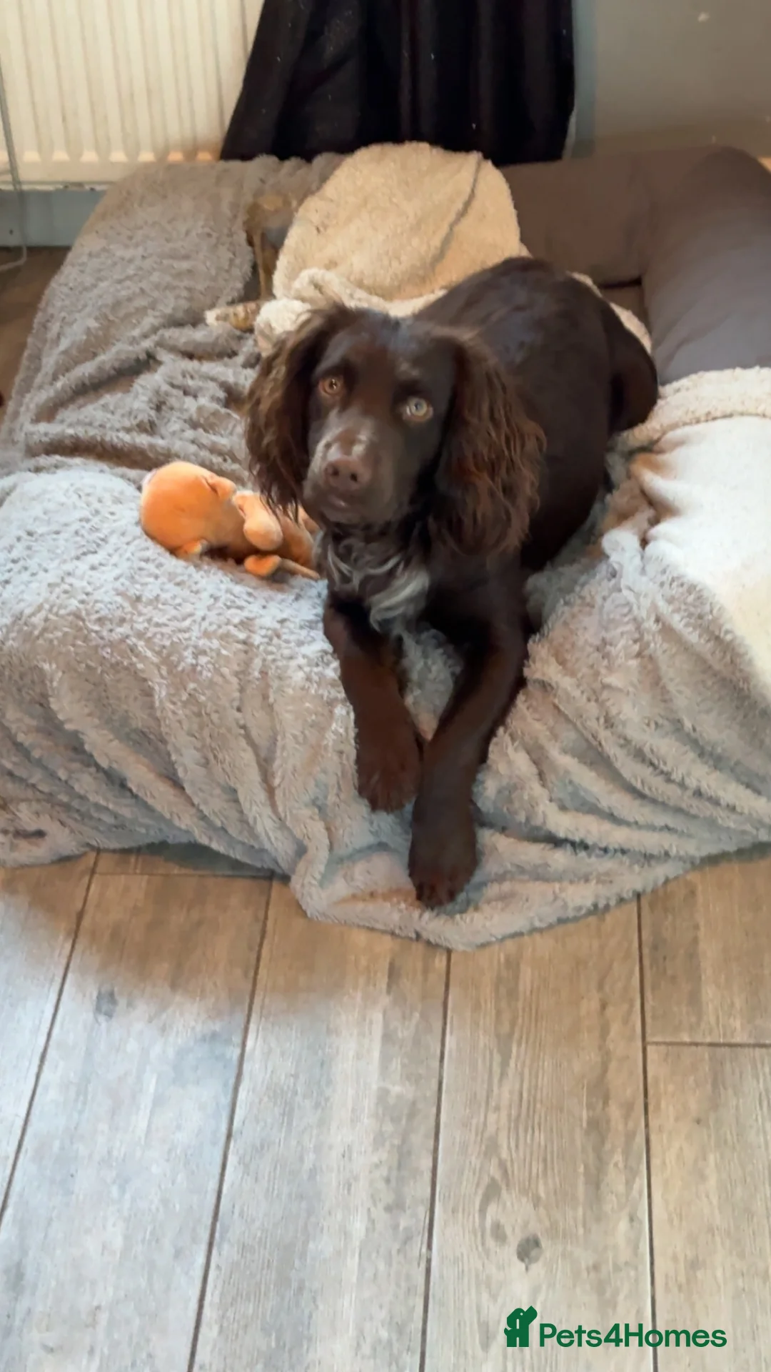 Cocker Spaniel dogs for stud: Working cocker for Stud *proven* in Penicuik - Advert 6