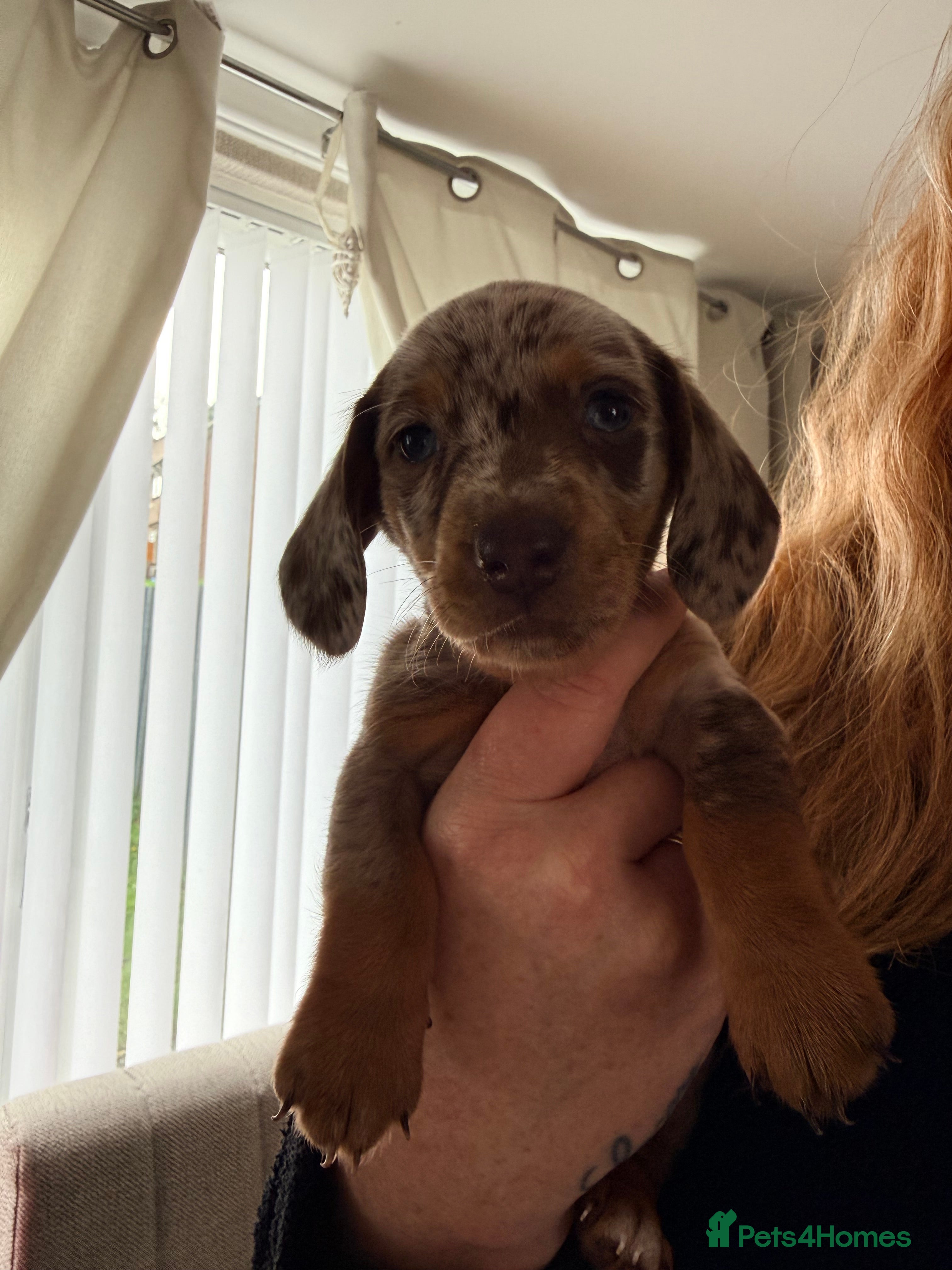 Miniature Dachshund dogs Miniature dachshund  - Advert 9