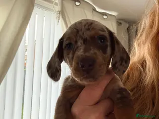 Miniature Dachshund dogs Miniature dachshund - Advert 9