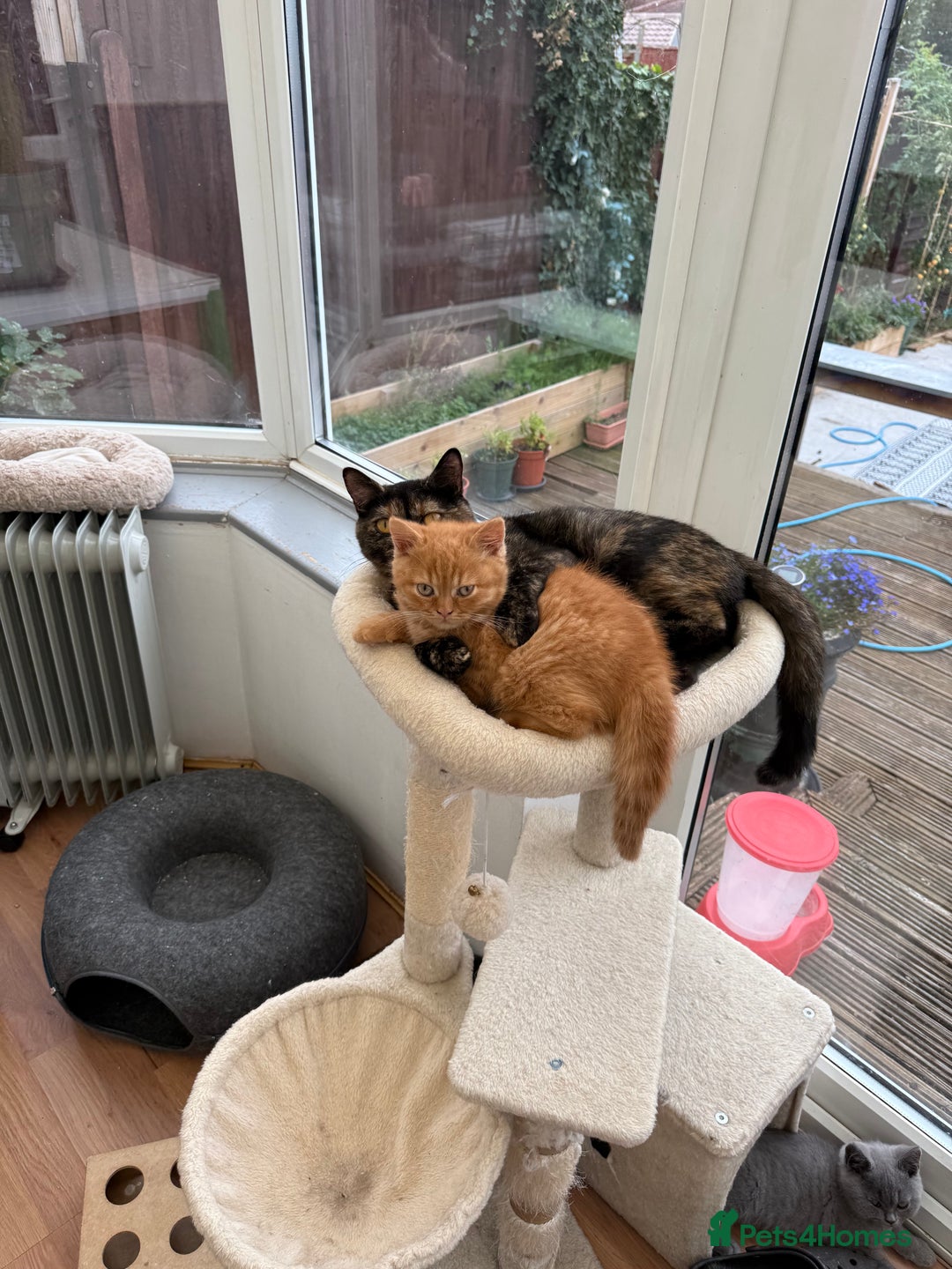British Shorthair cats for sale: Rare Coloured British Shorthair kittens - Image 20