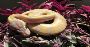Python Snake reptiles - Advert 5