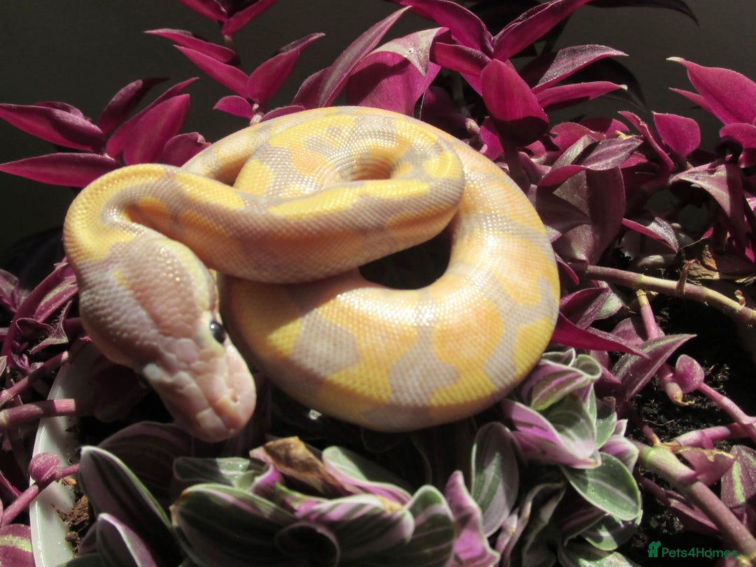 Python Snake reptiles for sale: banana Fire pastel ball python male - Image 2
