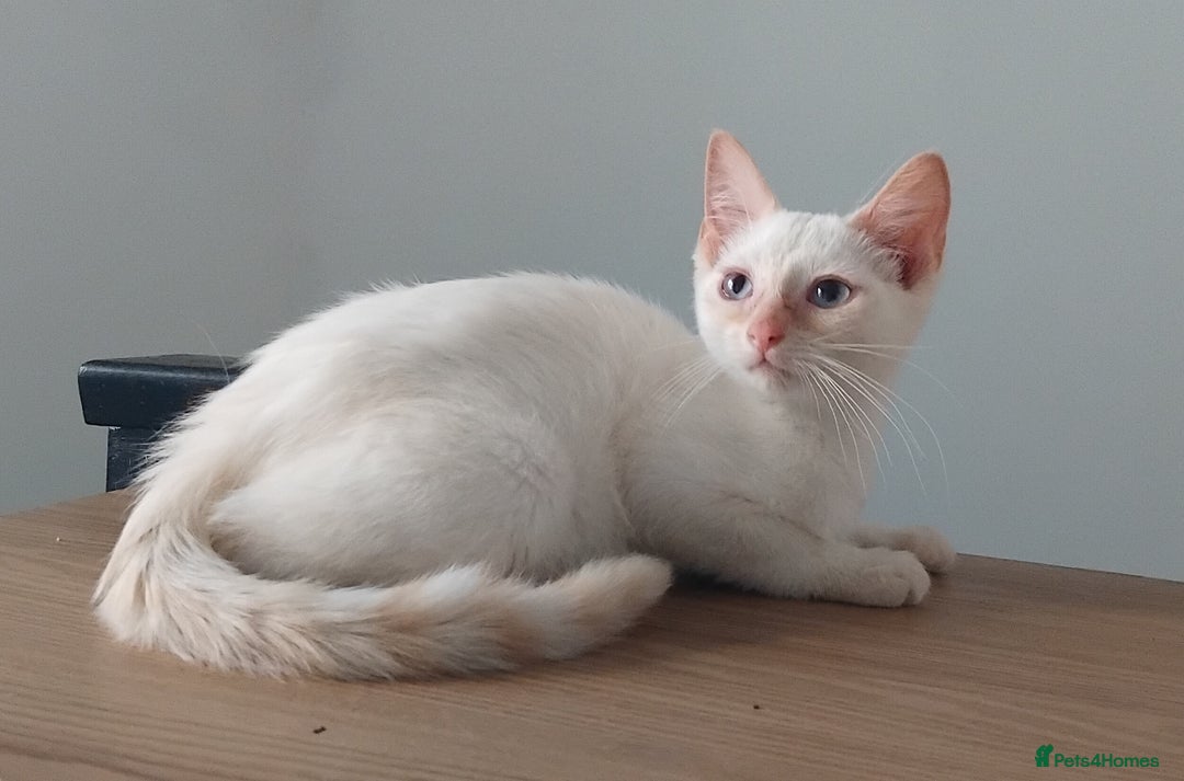 British Shorthair cats for sale: 3/4 British short hair male ready now  - Image 1