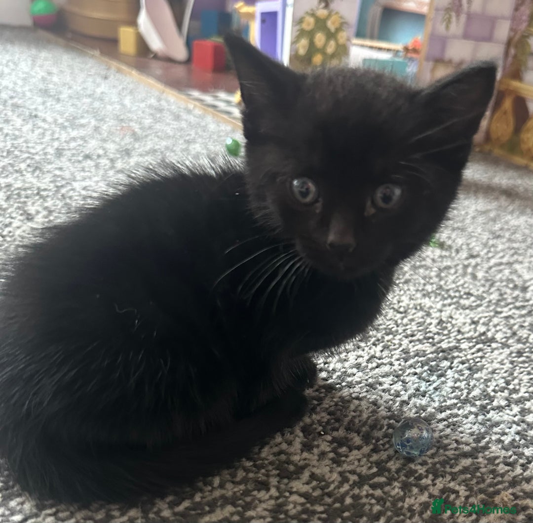 Domestic Shorthair cats for sale: Beautiful black kittens  - Image 3
