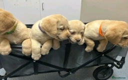 Labrador Retriever dogs for sale: Pure breed Labrador Retrievers puppies  - Image 15