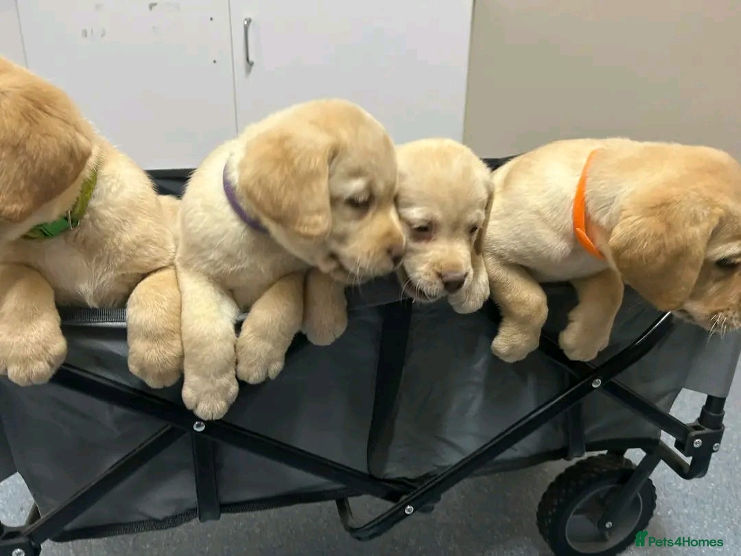 Labrador Retriever dogs for sale: Pure breed Labrador Retrievers puppies  - Image 15