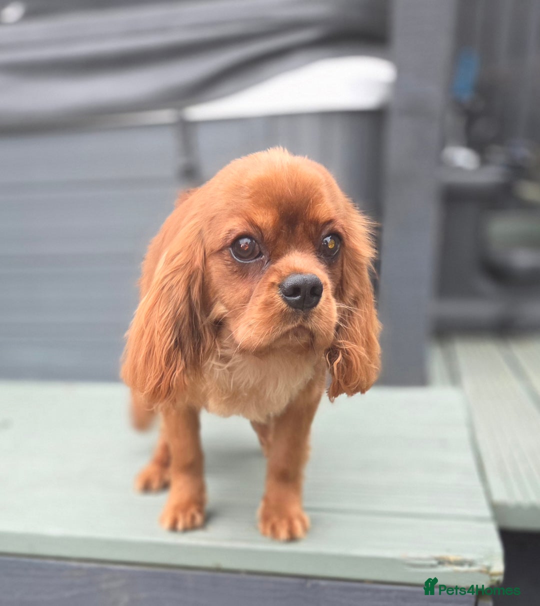 Cavalier King Charles Spaniel dogs for stud: Extensively health tested ruby STUD - Advert 7