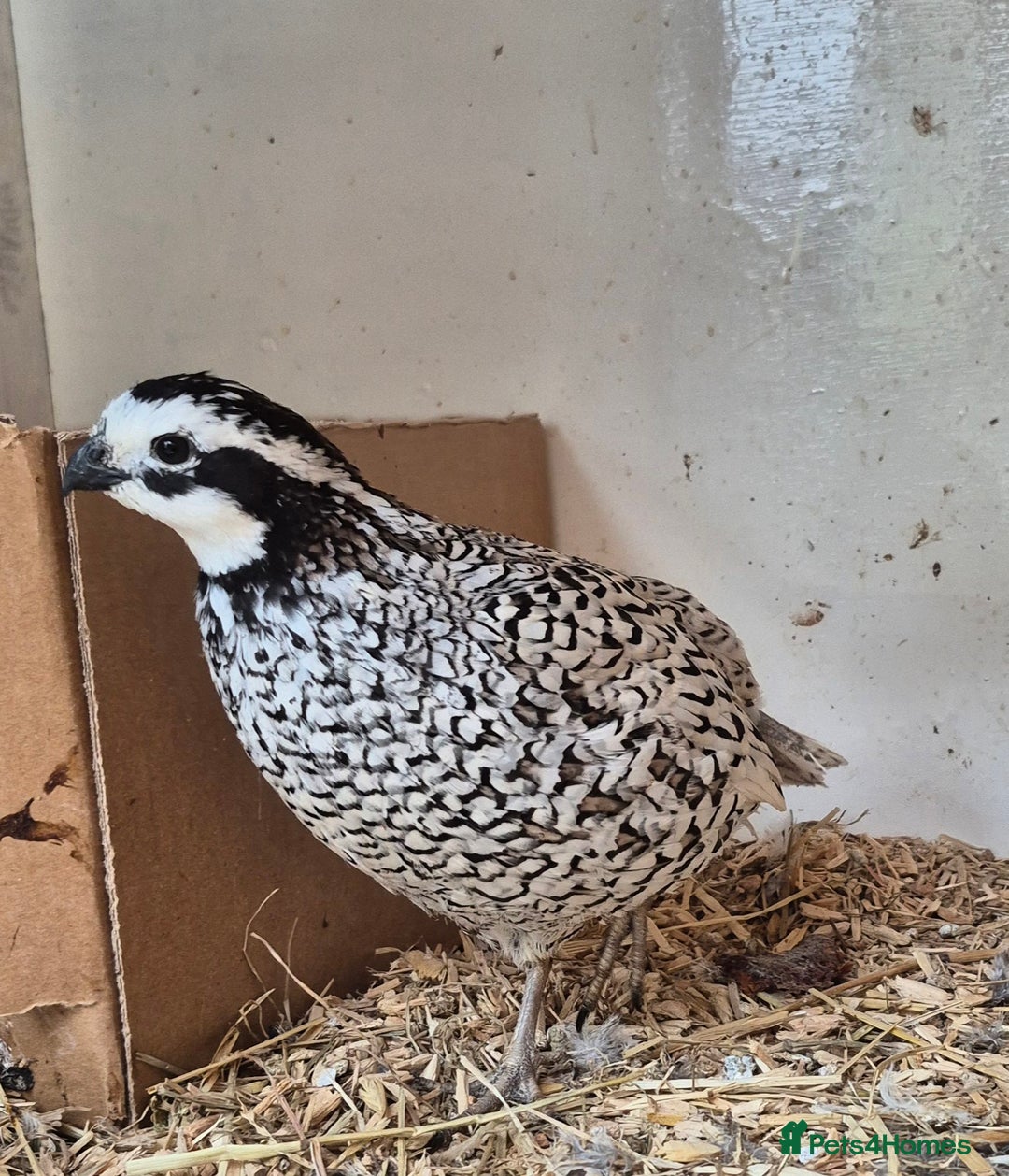 Quail poultry for sale:  snowflake bobwhite males - Image 1