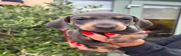 Miniature Dachshund dogs for sale: Stunning KC Miniature Dachshund Litter of 7 in Burnley - Advert 19