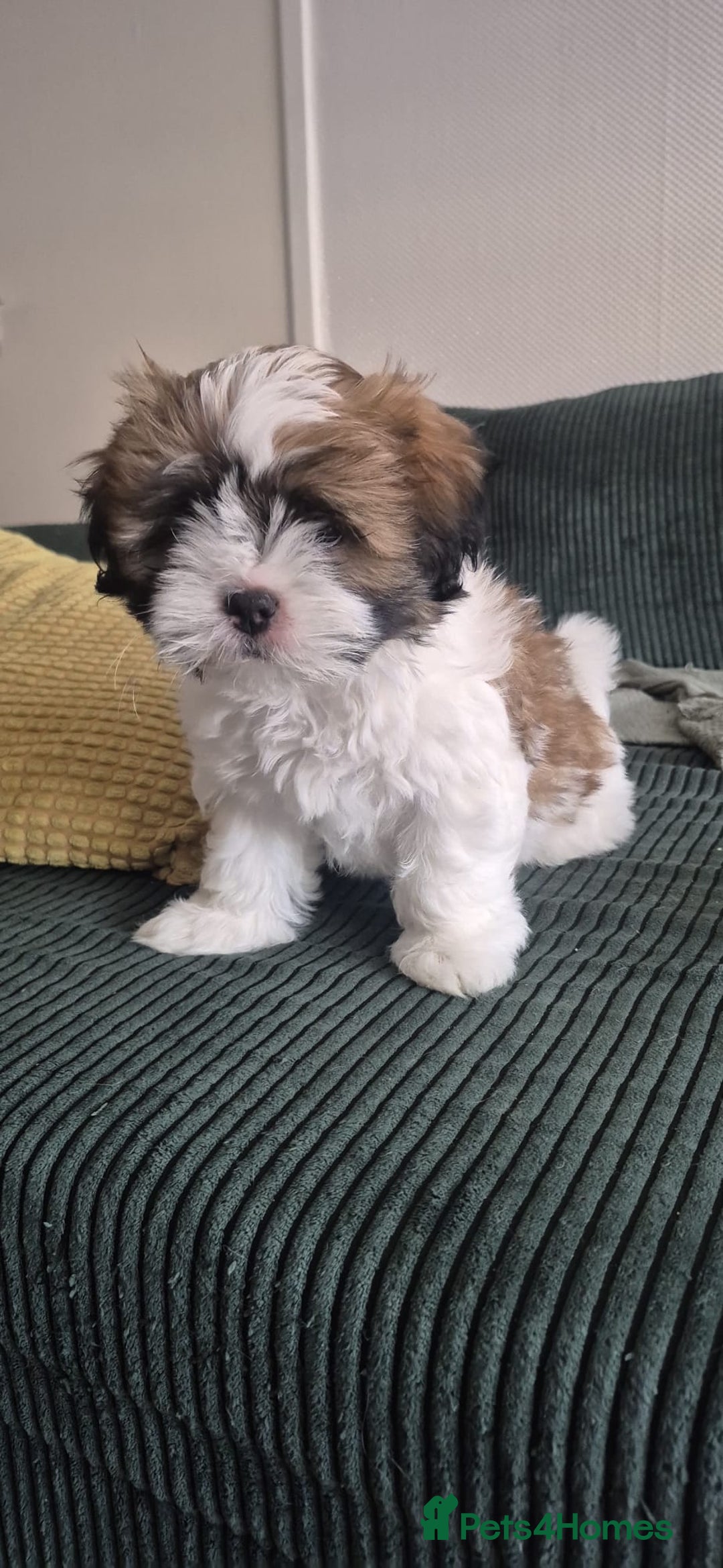 Lhasa Apso dogs for sale: Lhasa Apso Girl - Image 1