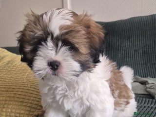 Lhasa Apso dogs - Advert 2