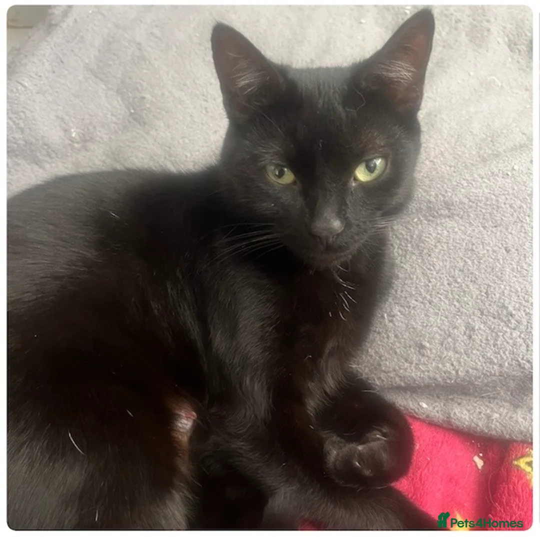 Mixed Breed cats for sale: British shorthair cross  - Advert 22