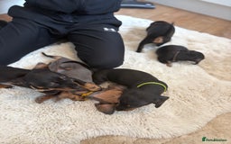 Miniature Dachshund dogs for sale: Miniature dachshund  - Image 6