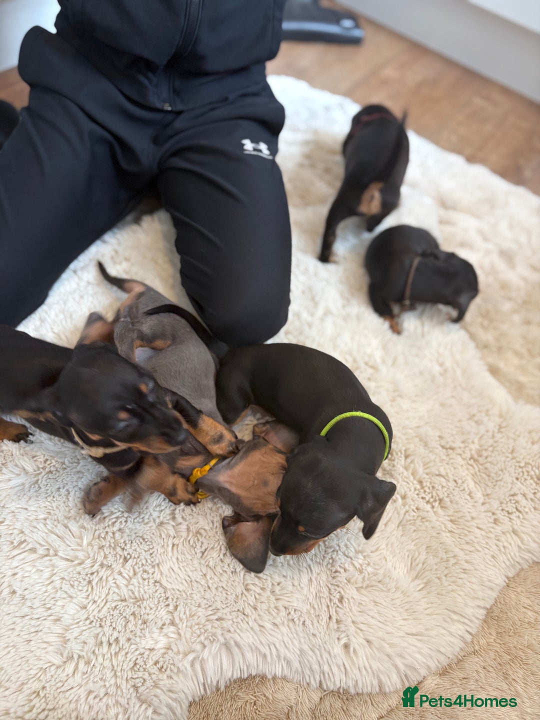 Miniature Dachshund dogs for sale: Miniature dachshund  - Image 6