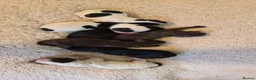 Australian Labradoodle dogs for sale: Australian Labradoodle – Black, Chocolate & Parti - Advert 16