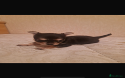 Chihuahua dogs for sale: Puppys - Advert 1
