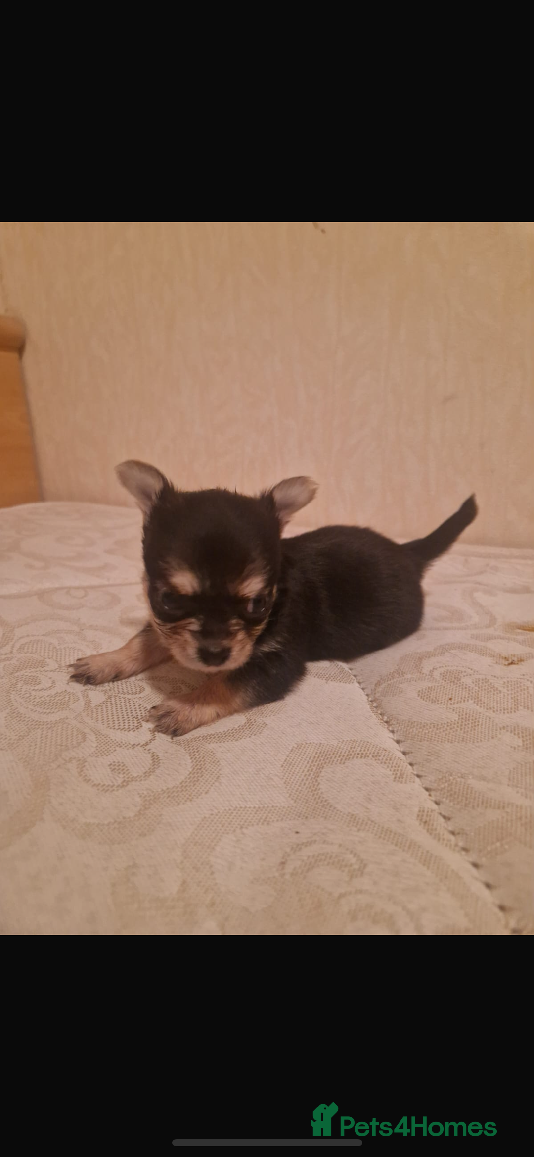 Chihuahua dogs for sale: Puppys - Advert 1