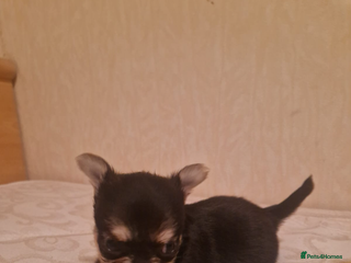 Chihuahua dogs for sale: Puppys - Advert 1