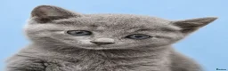 Russian Blue cats for sale: Russian Blue Kittens for Sale - Advert 6